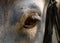 The eyes of a gray horse. Macro view. Details
