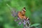 The eyes have it: Buckeye butterfly lands on purple butterfly bush