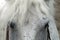 Eyes have a white horse located on the sides