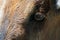 The eyes and head of the African antelopes closeup side