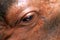 Eyes hippo Hippopotamus close up