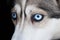 Eyes of husky dog