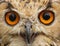 Eyes Indian Eagle Owl Profile