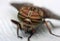 Eyes of an insect. Portrait Gadfly. Hybomitra