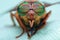 Eyes of an insect. Portrait Gadfly. Hybomitra