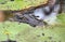 Eyes of Juvenile American Alligator lurking submerged in the water in the Okefenokee Swamp, Georgia