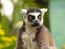 Eyes lemur