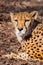 Eyes looking. A bright red cheetah rests and looks lying on the withered grass in the rays of the setting sun, close-up