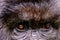 The eyes of a mountain gorilla