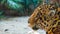 Eyes of the Predator: Mesmerizing Close-up of a Tiger Looking Left