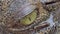 Eyes of Saltwater crocodile in nature.