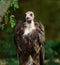 Into the Eyes of A Western Ruppell\'s Vulture