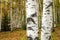 Eyes of white birches in the autumn