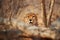 Eyes of wild Cheetah, Acinonyx jubatus, hidden behind branch, staring directly at camera. Ground level photography. Typical Etosha