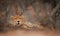 Eyes of wild Cheetah, Acinonyx jubatus, hidden behind branch, staring directly at camera. Ground level photography. Typical Etosha
