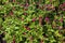 EZ Grow Gomp Purple Gomphrena  820453