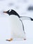 EzelspinguÃ¯n, Gentoo Penguin, Pygoscelis papua