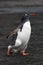 EzelspinguÃ¯n, Gentoo Penguin, Pygoscelis papua