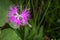Ezokawara Nadeshiko Dianthus superbus Pink Frilly Bloom