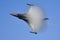 F-16 warplane flying during the military parade to celebrate the liberation of Thessaloniki