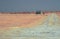 F A cranberry bog on Nantucket photographed in infrared