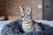 F1 Savannah cat with beautiful markings