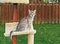 F4 Gray Spotted Serval Savannah Domestic Kitten