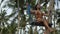 Fab Asian model in bikini riding on swing among tall palm trees, exotic location