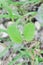 FABACEAE, leguminosae or Mimosa hispidula Kunth or Mimosa pudica L or Mimosa pudica var or MIMOSACEAE or MIMOSOIDEAE or Sensitive