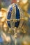 Faberge Easter egg jewelry in blue and yellow metal decorated with precious stones close-up