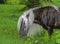 Fabio with the long mane and tail of Grayson Highlands grazes.