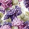 For fabric design or packard, a delicate seamless pattern in watercolour lavender grape