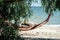 Fabric empty hammock in the shade of trees on the seashore