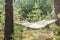 Fabric hammock in pine forest