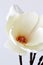 fabric magnolia in a decorative vase against a white background