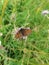 Fabriciana adippe beautiful butterly on a flower