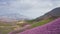 A fabulous aerial flight over a purple-colored hill, on the top there is a beautiful white horse against the background