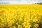 Fabulous beautiful yellow rape flowers on a background of blue sky and clouds. Colza or canola flower. Rape field