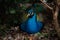 Fabulous bird peacock resting under the bush