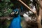 Fabulous bird peacock resting under the bush