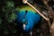 Fabulous bird peacock resting under the bush