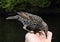 Fabulous bird with white, black and brown feathers is feeding.