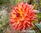 Fabulous Bronze Dinnerplate Dahlia Dominates Garden