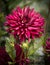 Fabulous Cactus Dahlia in soft focus garden