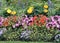 Fabulous Colorful Flower Garden Bursting Blooms