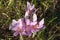 Fabulous group of violet Swiss flowers with yellow stamens