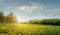 Fabulous landscape, field early in the morning , beautiful yellow flowers in the foreground.