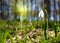 Fabulous landscape of snowdrop flower in the sunlight on the law