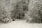 Fabulous landscapes of winter snow-covered forest after heavy snowfall