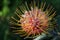 Fabulous macro shot of a Leucospermum flower- also known as limestone pincushion- a native of South Africa